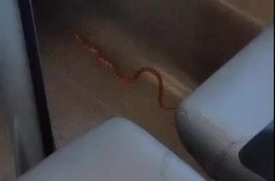 Paura sul treno Lecce-Milano: serpente scappa dal trasportino e terrorizza i passeggeri, Frecciarossa soppresso