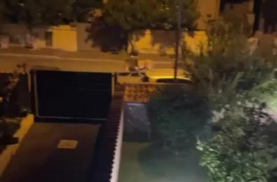 Leone scappa dal circo e va a spasso per Ladispoli: il video è virale