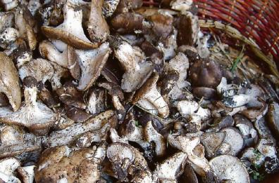 Lucani sempre più ghiotti di funghi: «Ma non fidatevi delle apparenze»