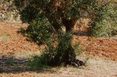 Agricoltura, allarme Xylella, ancora ulivi infetti nel Barese