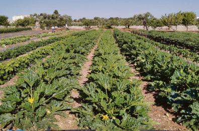 Bio, 10mila aziende in Puglia In tre anni cresciute del 50%