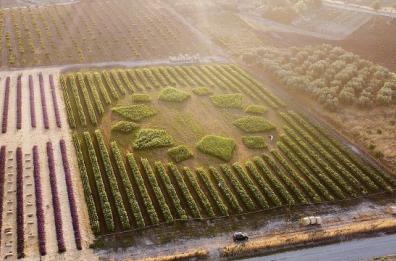 Ambiente: la Puglia è tra le regioni che consumano più terra