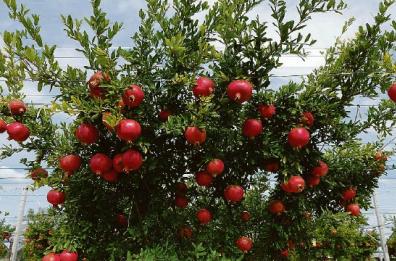 Il campo di melograni più grande d’Italia si trova a Castellaneta