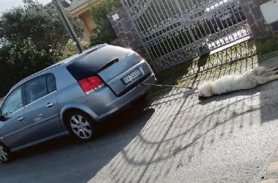 «Mi ha ammazzato due galline»: lega all’auto un cane lo trascina per centinaia di metri e lo lascia in fin di vita