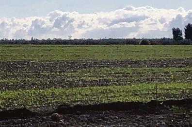 Foggia, grano in pericolo: le semine sono sempre più costose 