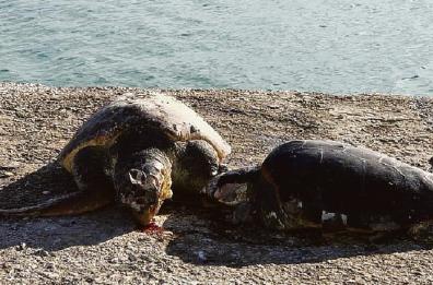 Puglia, è caccia al «serial killer» delle tartarughe di mare