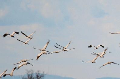 Tornano le gru in Capitanata: in volo sul lago Salso sono 4mila