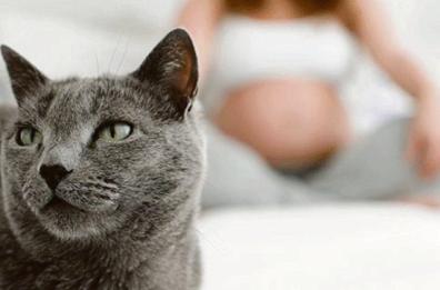 Il gatto e la gravidanza: come prevenire il rischio toxoplasmosi