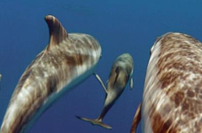 Il mare e le sue meraviglie: studio sull'habitat dei cetacei nello Jonio