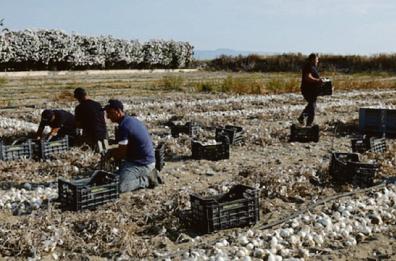 Cipolla Bianca di Margherita via alla raccolta