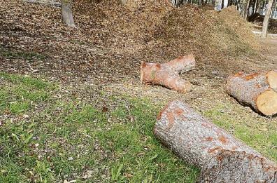 Alberi abbattuti a Matera, per Legambiente «Disastro senza precedenti»