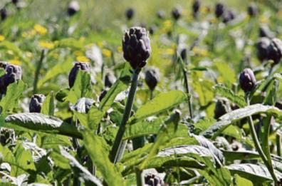 Carciofo brindisino dop minacciato da esemplari esteri: «Più controlli per garantire tracciabilità dei prodotti»