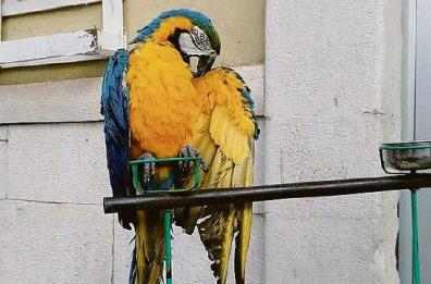 Ancora furti a Molfetta... e sparisce pure il pappagallo