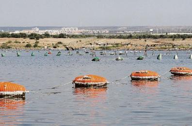Taranto: mitilicoltura, la stagione delle novità: arriva il sugo alle cozze tarantine