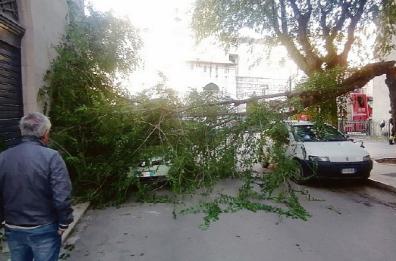 Barletta,  un albero si spezza e cade sulle auto: tragedia sfiorata 