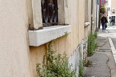 Foggia, sui marciapiedi erba come in una giungla, il Comune diffida la ditta