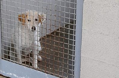Bari, viaggio tra i cani chiusi in gabbia: «Adottare è atto d’amore»