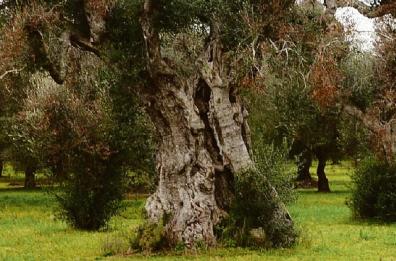 La Xylella è arrivata alle porte di Bari: «Mai rilevata così a Nord»