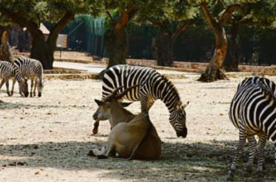 Fasano festeggia lo Zoosafari: 50 anni di natura e meraviglia IL VIDEO