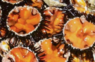 Niente ricci di mare fino al 2026: la Regione Puglia difende la legge