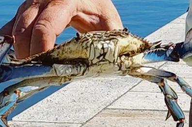 Puglia invasa dalle specie aliene, dai granchi blu ai pappagallini verdi
