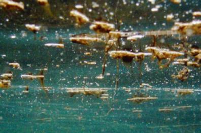 Alga tossica, allerta a Molfetta: primi ricoveri di bagnanti