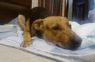 Crispiano, il cucciolo Max preso a calci perché rincorreva un pallone