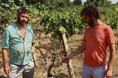 Taranto, vigneto distrutto prima del raccolto: «Il pascolo selvaggio ci distrugge»