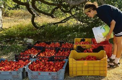 Bari, nei terreni di Japigia la salsa di pomodoro con 0% di sfruttamento