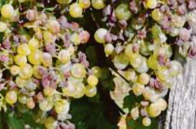 Vendemmia a picco a Venosa: colpa del fungo killer ma la qualità resta alta