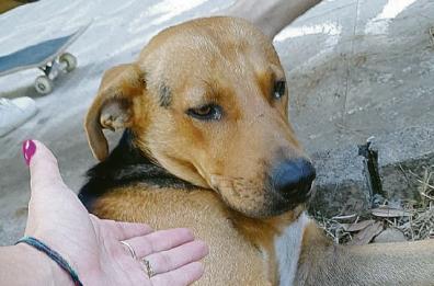 Taranto: lieto fine per Max, il cucciolo maltrattato: ora ha trovato un padrone