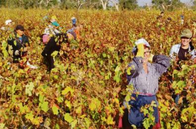 Nel Salento vendemmia di alta qualità, ma la quantità è scarsa