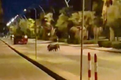 Barletta, incursione di cinghiali sul lungomare Mennea: sale l'allarme