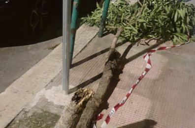 Bari, albero divelto di fronte all’ex Palace; simbolo di un inesorabile degrado