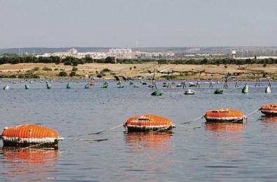 «Le risorse dell’ex Ilva di Taranto per sostenere i mitilicoltori»