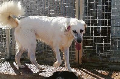 Ostuni, lavori nel canile: donate le attrezzature già utilizzate