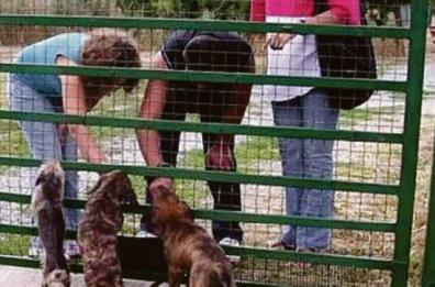 Tyson e Hadolf, cani ereditati dal Comune di Trani: spediti a Roma per la rieducazione
