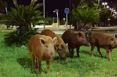 Lecce, allarme cinghiali a San Cataldo: hanno le ore contate
