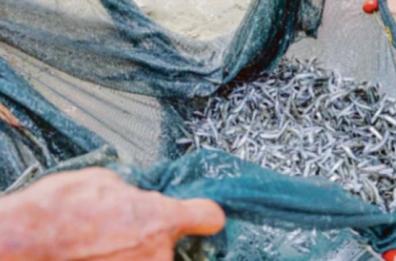 Bari, pesce «sotto misura»: sequestrati 25 chili di novellame