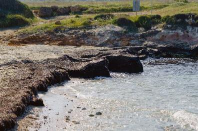 Ostuni, barriere di Posidonia spiaggiata per combattere l’erosione della costa