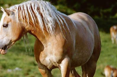 Carne di cavallo verso il divieto: carcere fino a 3 anni per chi alleva equini da macello. E voi siete d'accordo?