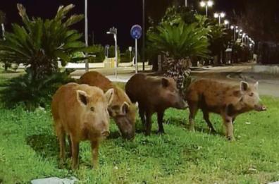 Cinghiali e peste suina impazzano nasce in Puglia la Cabina di regia