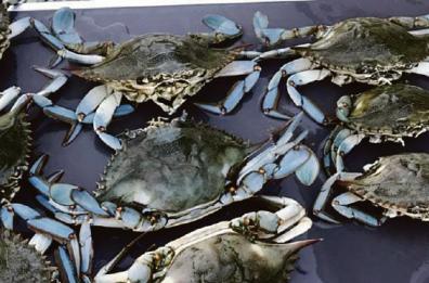 I devastanti granchi blu sterminati dal caldo africano anche in Puglia