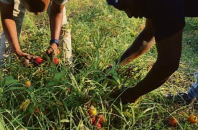 La salsa di pomodoro solidale «made in Bari» compie 11 anni