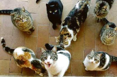 Taranto e il «pasticcio» sul soccorso dei gatti: scomparsi o morti, il Comune corre ai ripari contro la Kratos