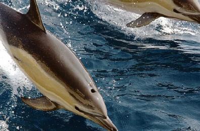A Porto Cesareo ci sono delfini «ladri» di pesce: marineria disperata. E parte un sos a Emiliano
