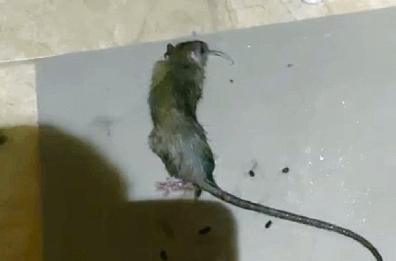 Degrado a Taranto: «Morsi dai topi in casa». È emergenza alla Salinella