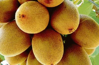 Dal Marocco a Bari, inventa fertilizzante per i kiwi: l’odissea del migrante costretto a fare il magazziniere