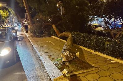 «Alberi senza cura pericolo incombente» a Barletta