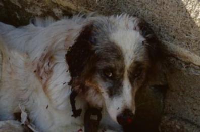Cassano, cane legato all’auto e trascinato per metri: padre e figlio denunciati 